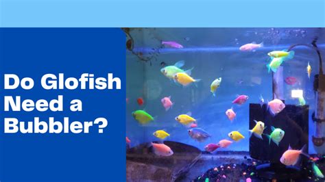 do glofish need a filter|do glofish need a bubbler.